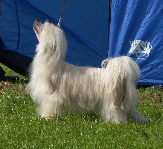 Koynaur's Just Hellonwheels