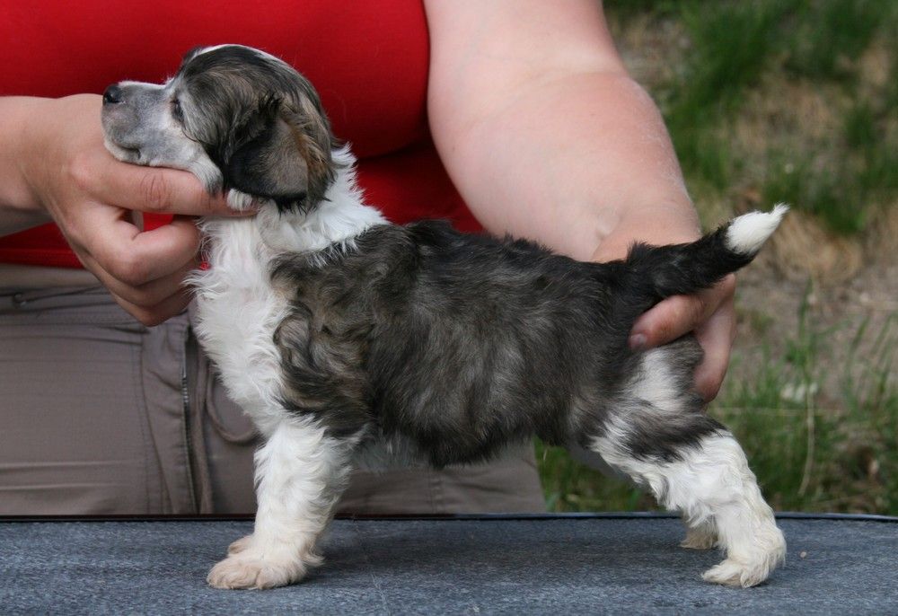 Sun Dan Special Edition