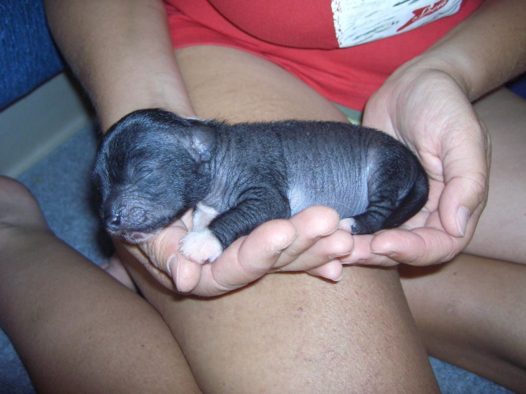 Divas-Palace Beautifully Zorro