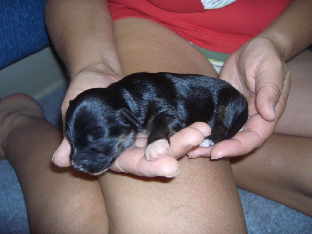 Divas-Palace Beautyfully Black Jack