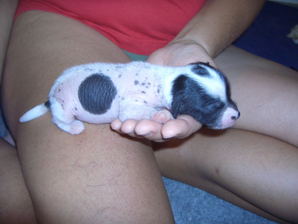 Divas-Palace Beautyfully Fee