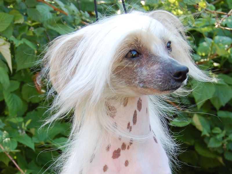 Orestia iz Serebrjanogo Bora