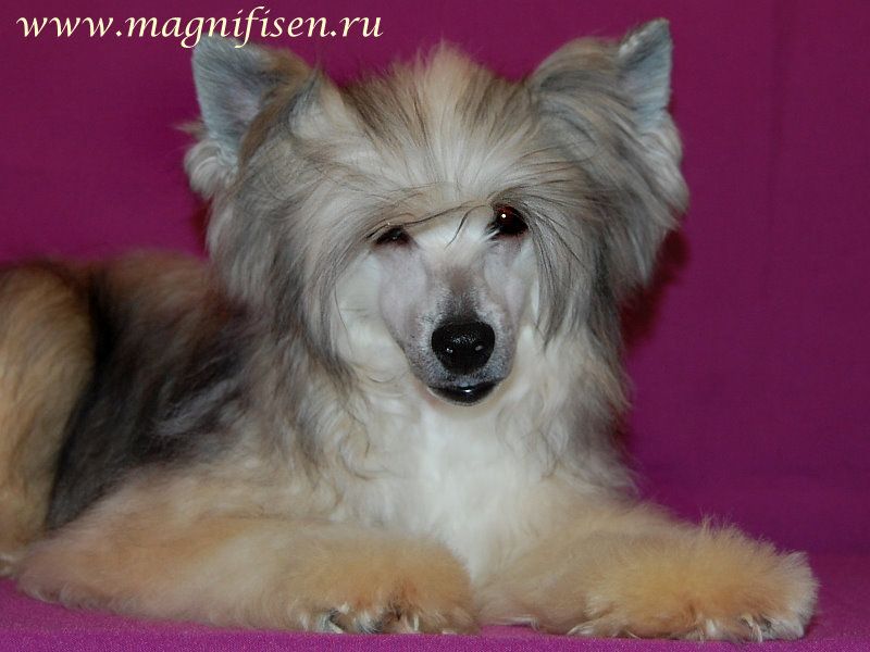 True Magnifisen  Don't Worry Be Happy