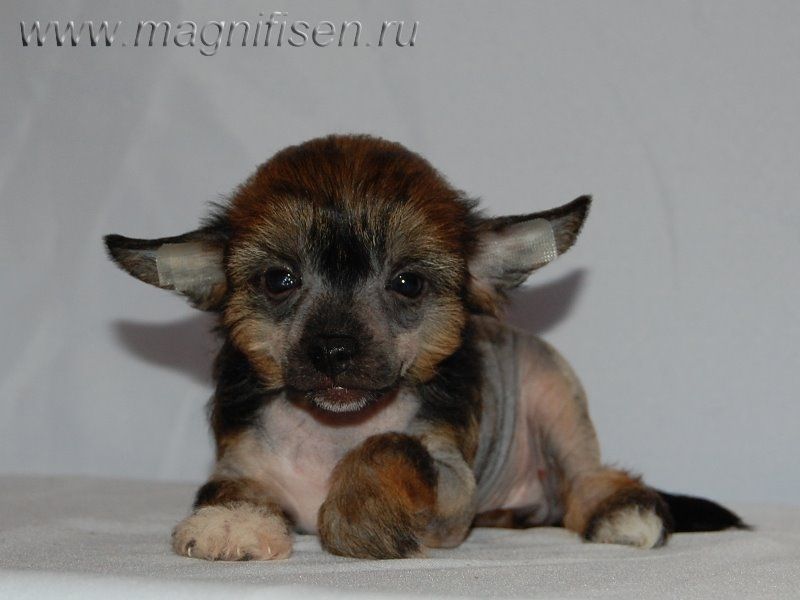 True Magnifisen Gallant Glory