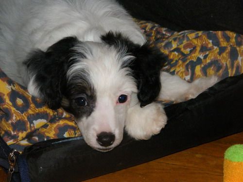 Palitra Listvyan Shirli Mirli