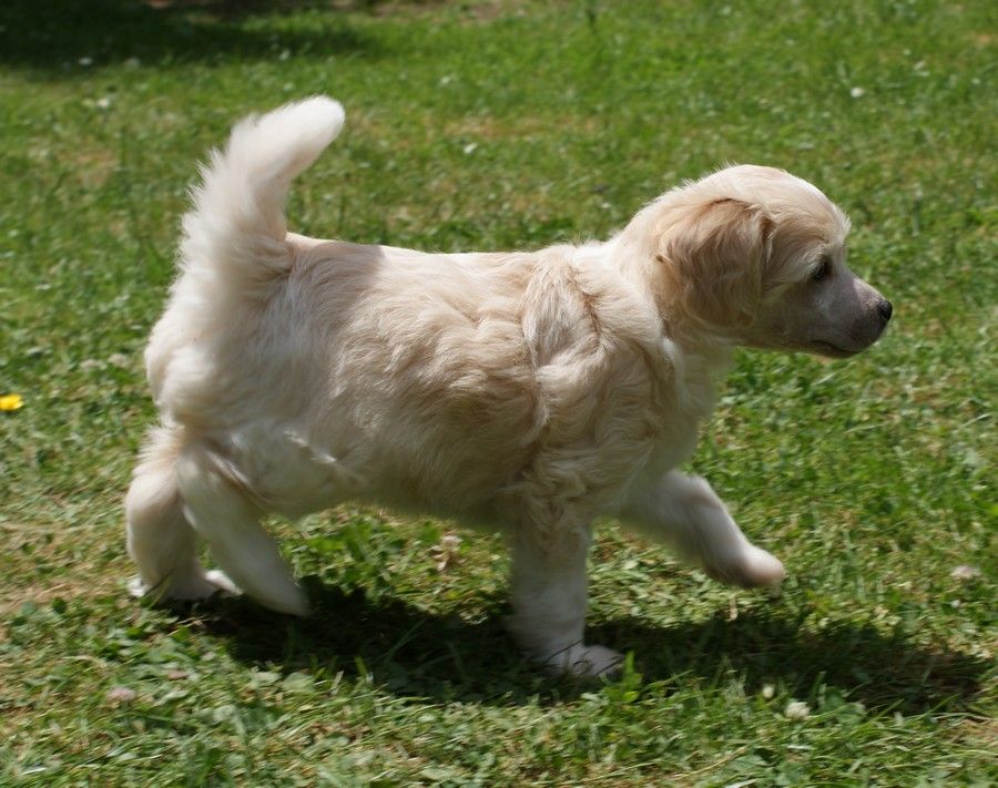 Edition Limited Du Coeur Des Tenebres