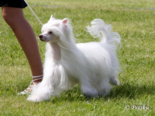 Taijan Dreamer Overdrive