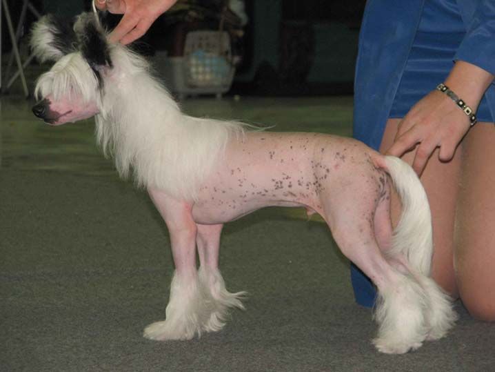 Fantastik Kashmir Gan Mishel