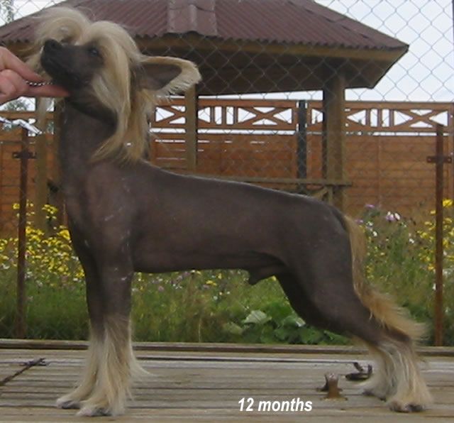 Vernisazh Mari Prints of Fantasy 