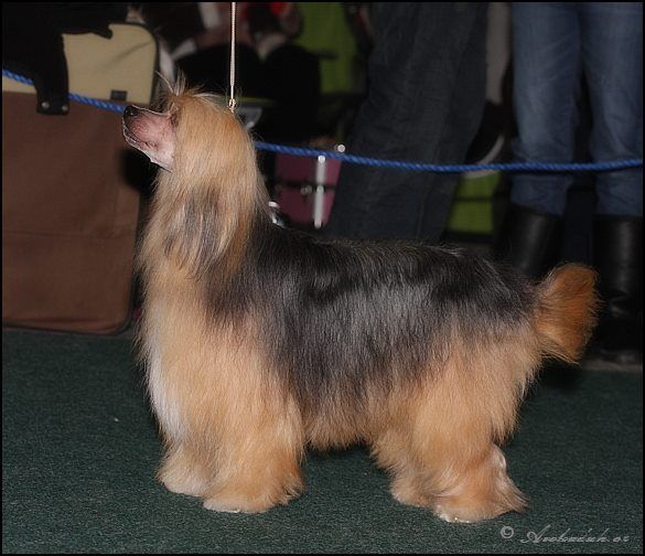 Bagheera Gabrie Vamfim