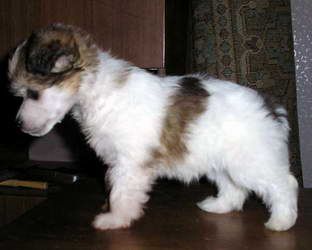 Irgen Gold Penelopa Krus