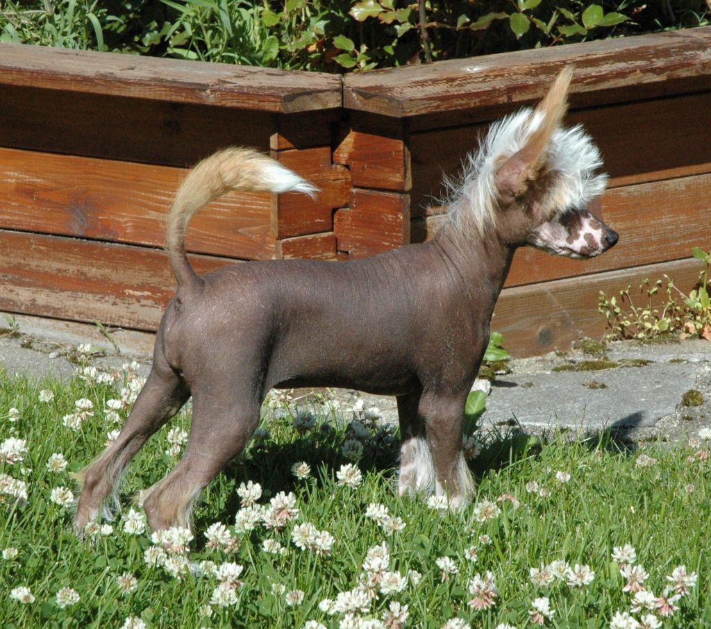 Trønderpia's Littlebit Crazy