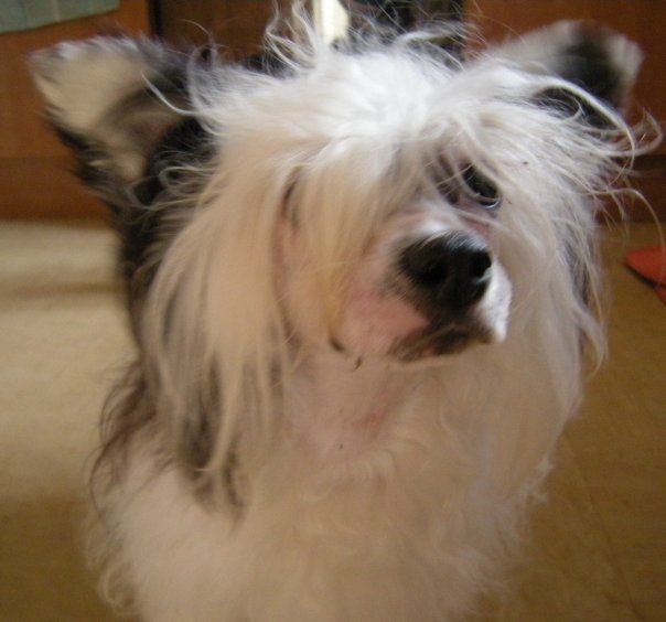 Bradwen Touch Of Class at Thombairn