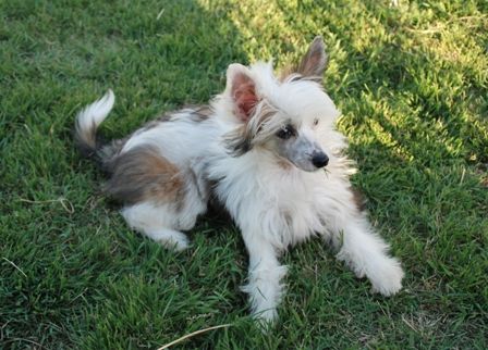 idea Top Model De Rama