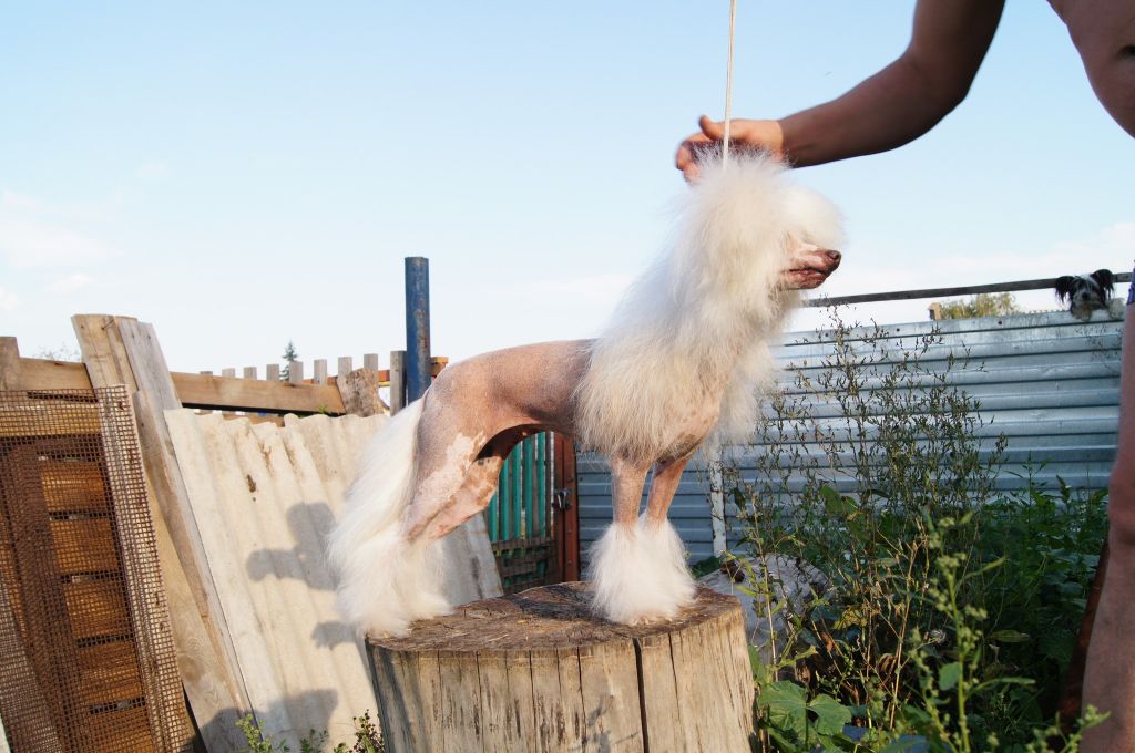 Tamerlan Beshtau Nebelungi Skandinavskaja