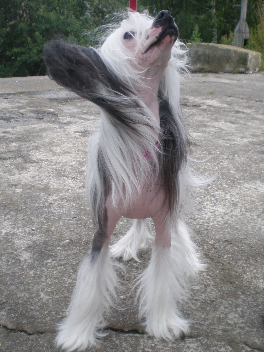 Tamerlan Beshtau Spark Lightning