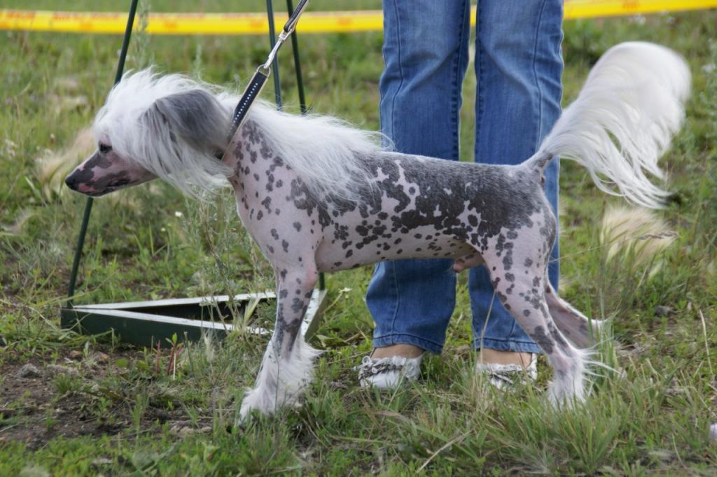 Tamerlan Beshtau Stenli Vait