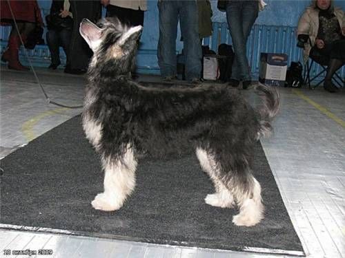 Olegro Katrin Intriga Nochi