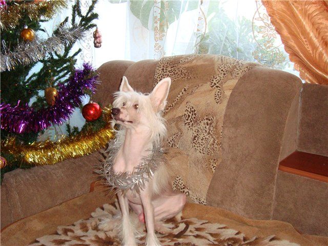 Olegro Katrin Invite