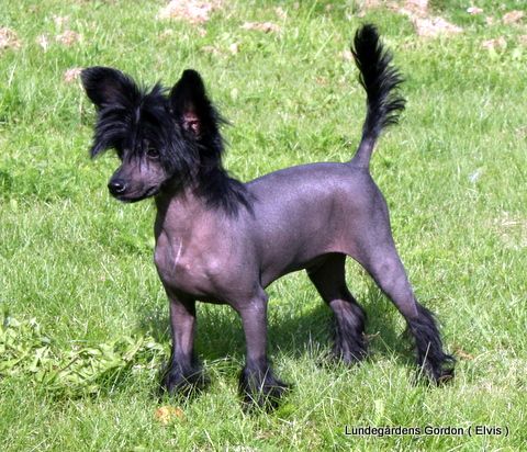 Lundegårdens Gordon