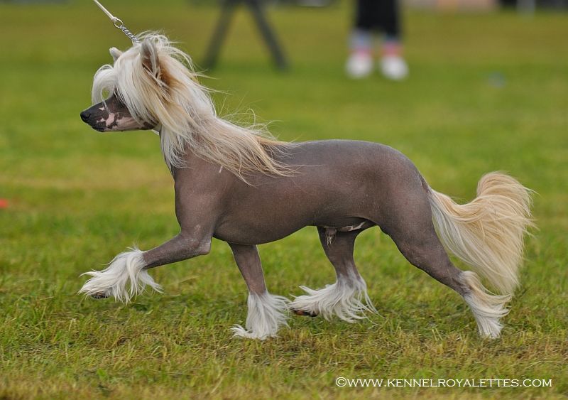 Lucky Line's Law Less