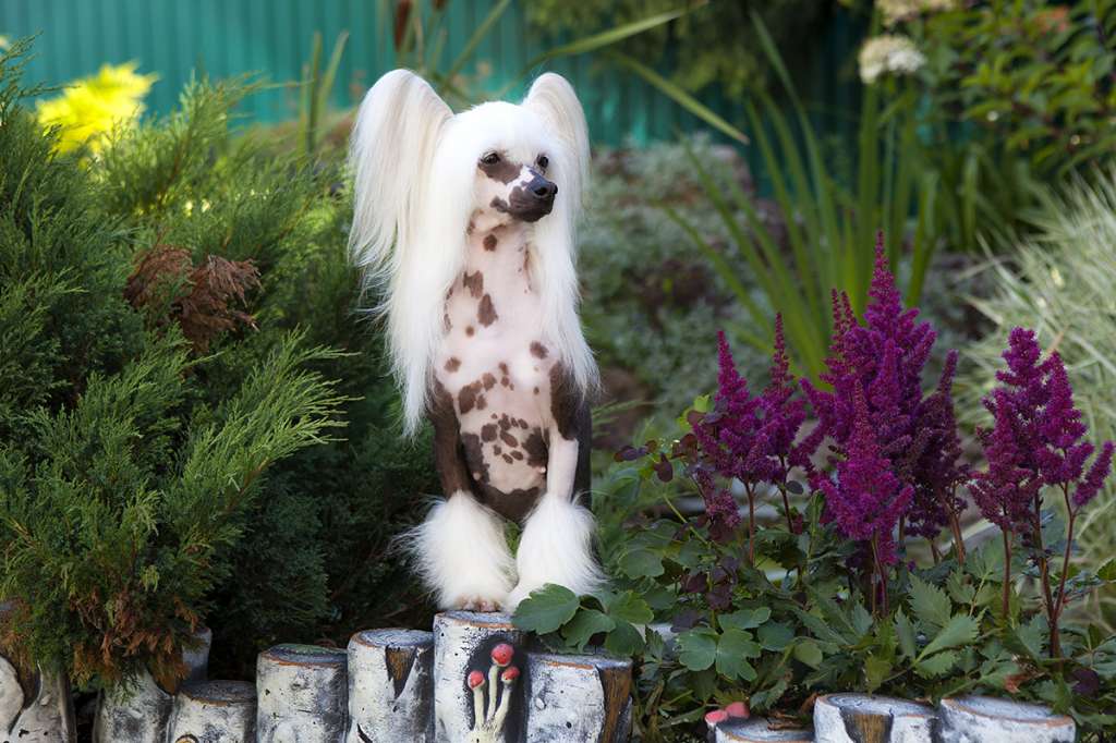 Solino's Rive Gauche