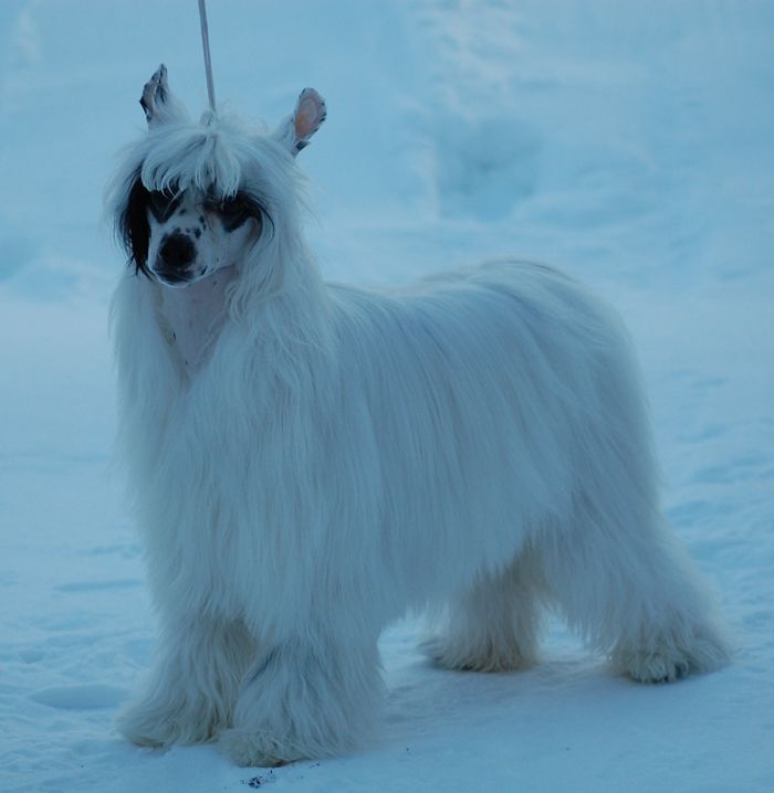 Volshebnaja Loshadka Gabriella