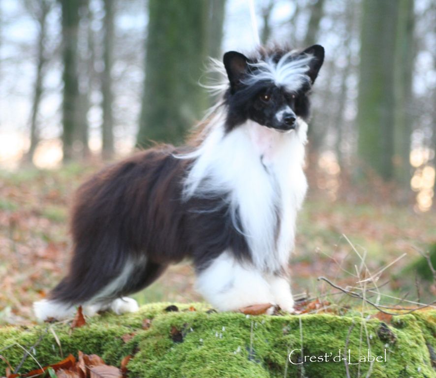 Volshebnaja Loshadka Galaxy