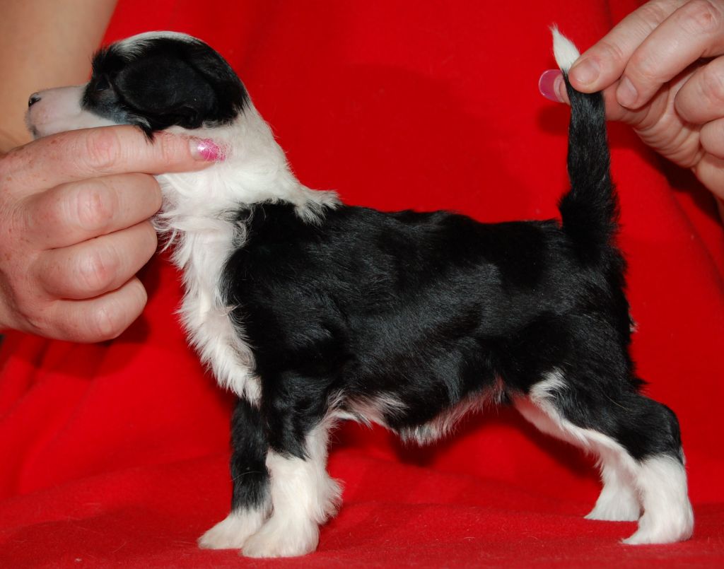 Volshebnaja Loshadka Gvineya