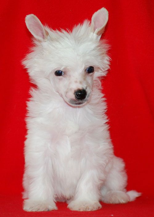 Volshebnaja Loshadka Dzhung