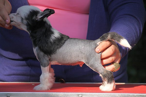 Aquacrest Extremely Cool