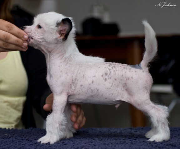 Aquacrest Elite Gambler