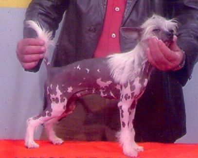 Hairless Whisper Von Shinbashi