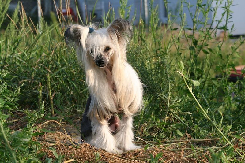 Phoebe ze Zatopene Chajdy