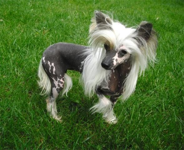 Dolça de le Chien Bourjois 