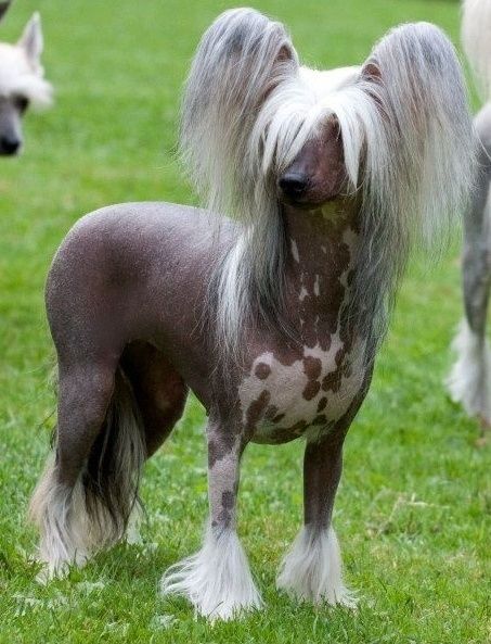 Olivette Olie  Avokaduh