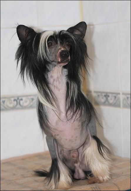 Or-lee Okinawa Avokaduh