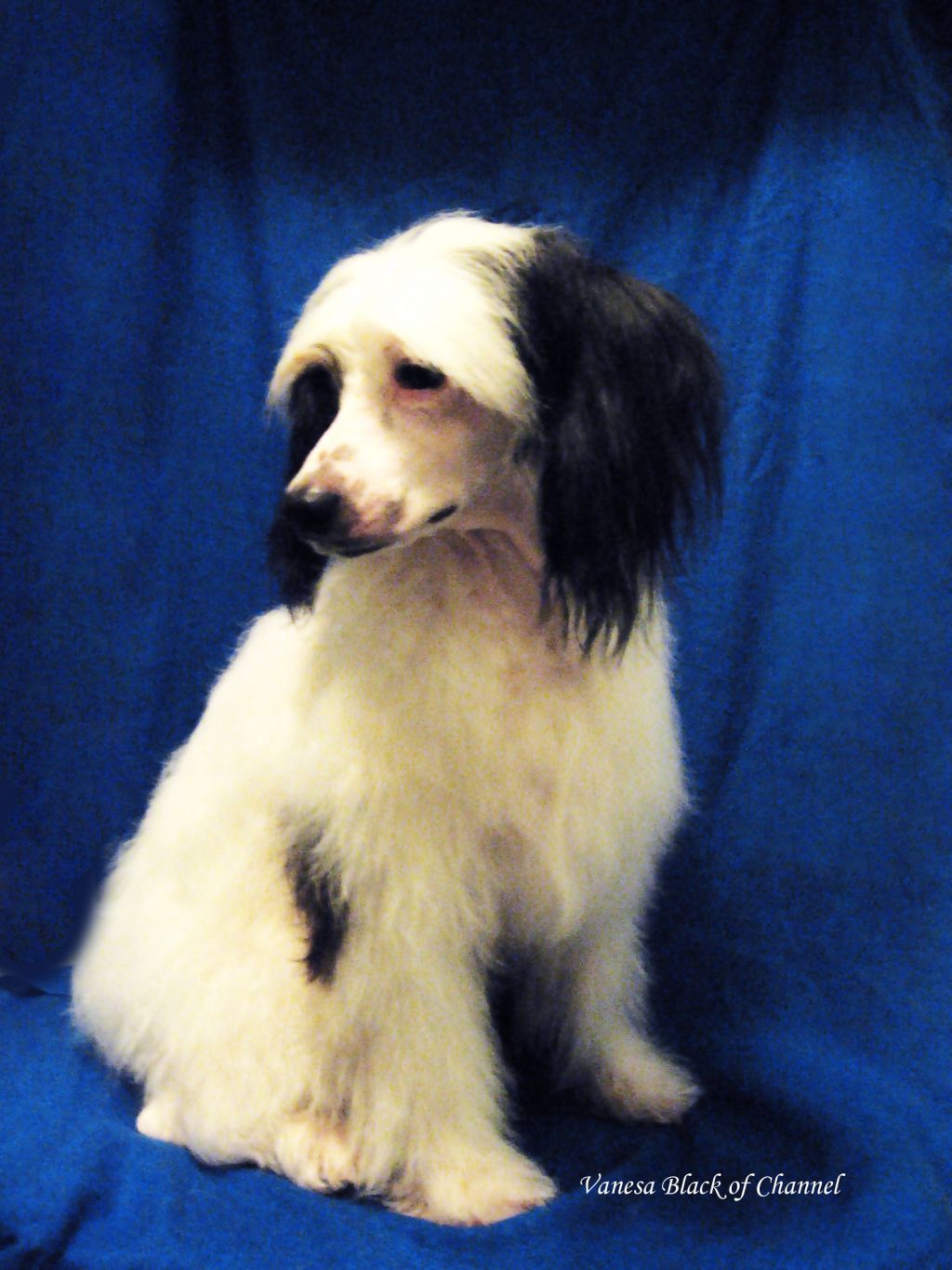 Vanesa Black of Channel