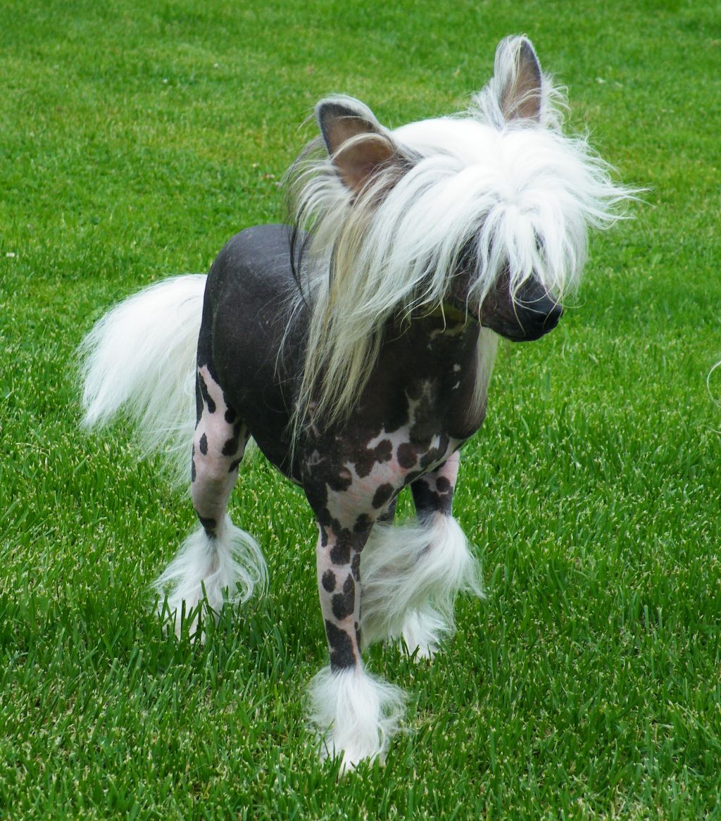 Key   " G "   Garden  Roses