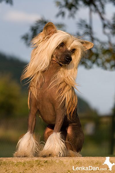 Timmy z Jasne hvezdy