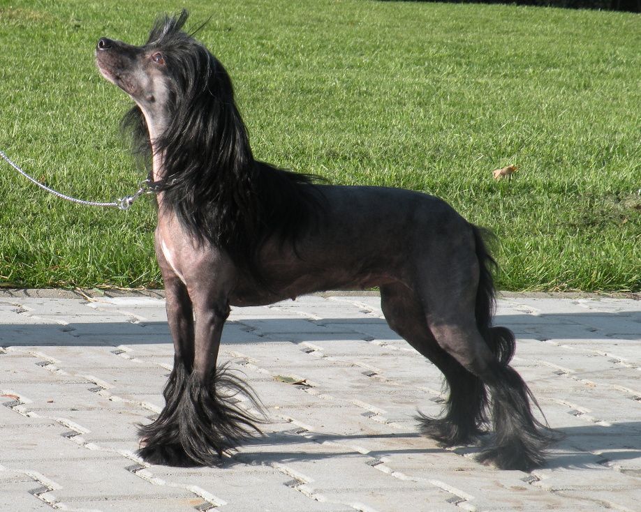 Tracy z Jasne hvezdy