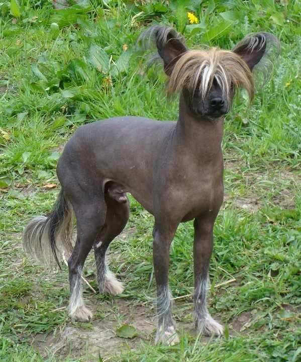 Tamarsh Lookin For Action