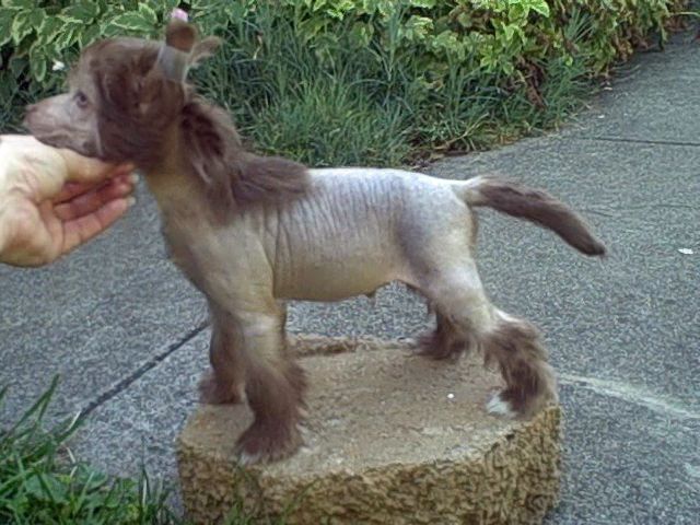 Sakkarra Chocolate IS The New Black