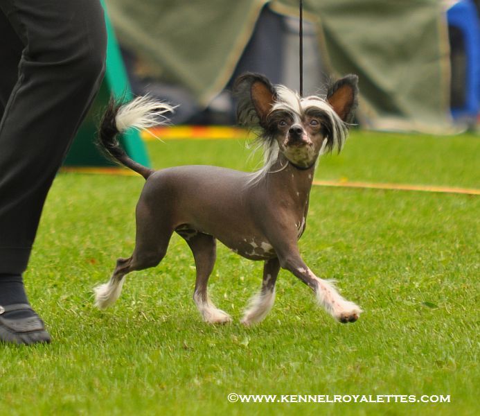 Crestiny's After Eight