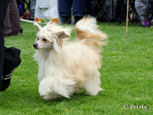 Crestiny's All Eyes On Me