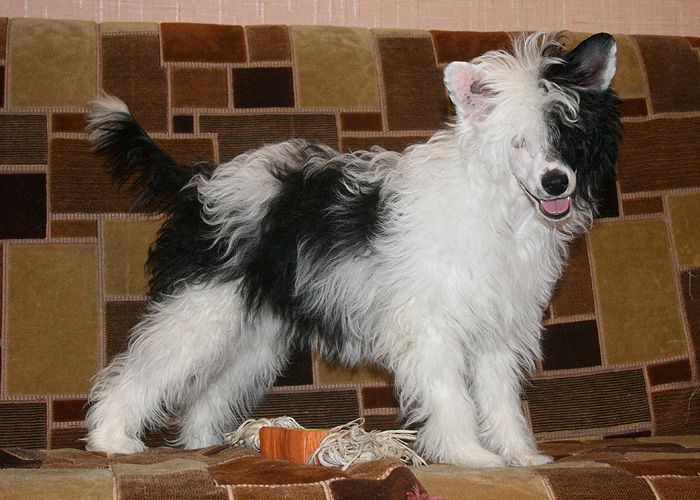 Status Imperial Benxi Yin Yan