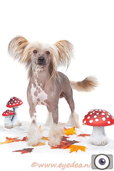 Happy Dancing King Kashmir