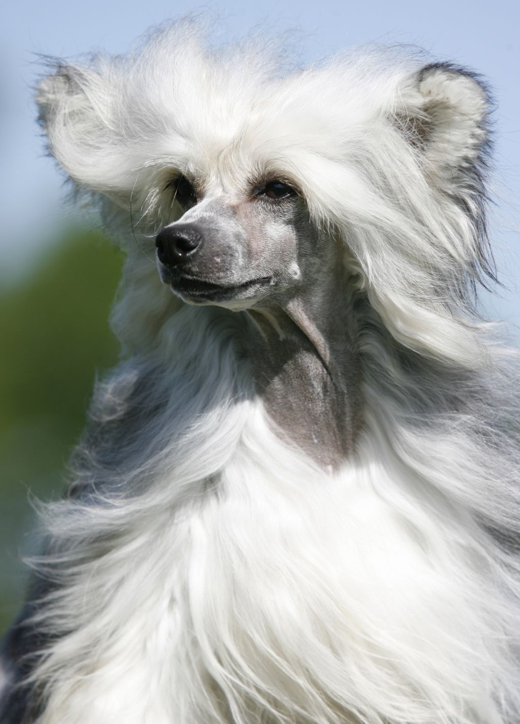 Happy Dancing Joining Jack