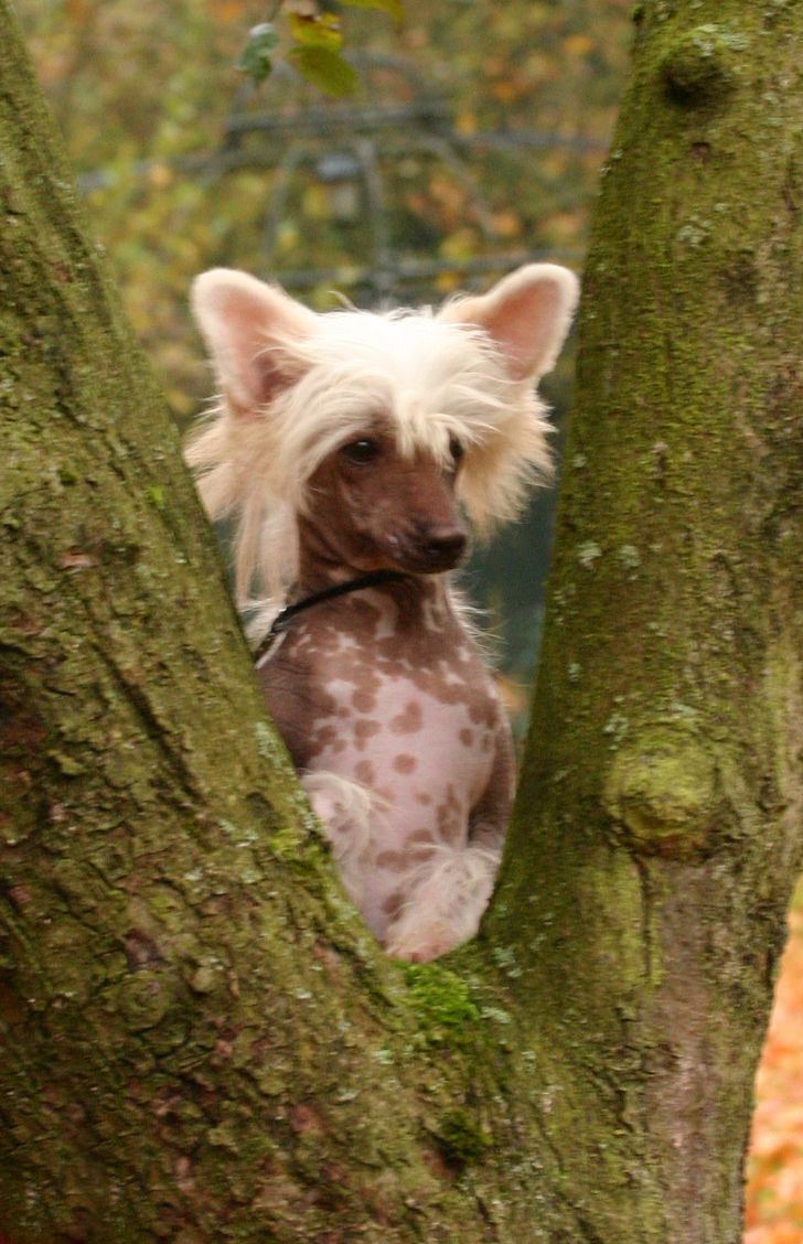 Happy Dancing Just Joking