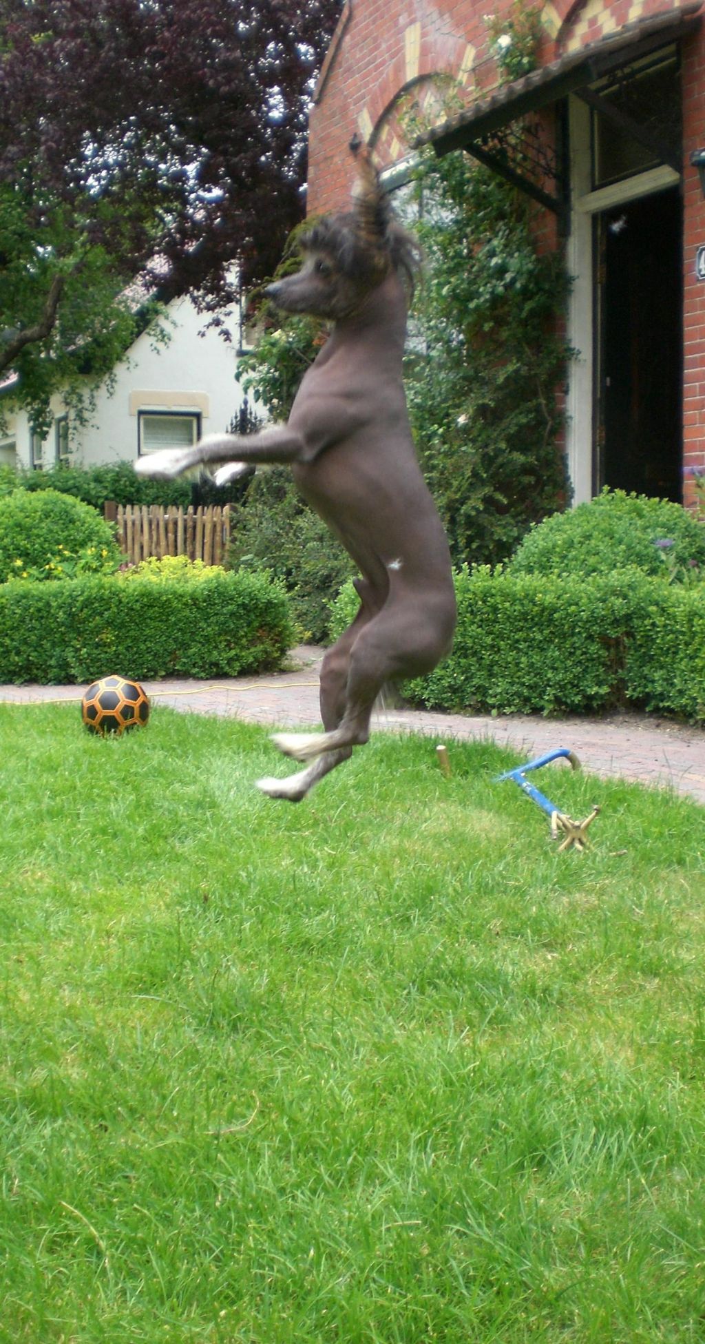 Happy Dancing Jazzy Jones